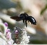 Abeille charpentière &#128029;