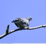 Pigeon colombin