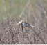 Bruant des roseaux