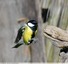 Mésange charbonnière
