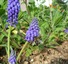 Abeille