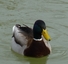 Canard colvert