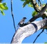 Gobemouche noir