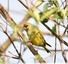 Verdier d'Europe ( Chloris chloris )