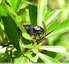 Capnodis terebrionis noir et blanc