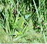 Lézard vert&#129422;occidental
