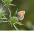Fadet commun