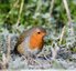 Rouge-gorge familier ( Erithacus rubecula )