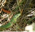 Lézard vert occidental&#129422;