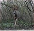 Le brocard perd ses velours.&#129420;&#127810;( vidéo )