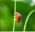 Coccinelle de la bryone&#128030;