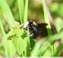 Abeille charpentière &#128029;