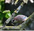 Geai des chênes ( Garrulus glandarius )