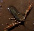 Orconectes limosus