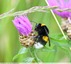 Bourdon terrestre