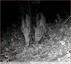&#128023; Deux laies et sept marcassins &#127810; vidéo