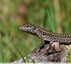 Lézard des murailles &#129422;