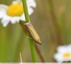 Phycitinae ?