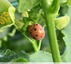 Coccinelle de la bryone&#128030;