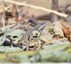 Lézards &#129422; des murailles