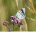 L'Azuré du Serpolet est de retour.&#127800;&#128027;