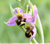 Ophrys précoce