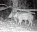 &#128023; Sangliers vidéo