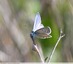 Argus bleue