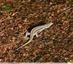 Lézard des murailles &#129422;