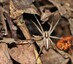 La Pisaure admirable (Pisaura mirabilis)