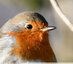 Rouge-gorge familier ( Erthacus rubecula )