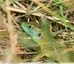 Lézard vert occidental&#129422;