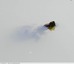 Tortue de Floride