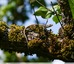Lézard &#129422; des murailles