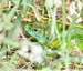 Lézard vert occidental&#129422;