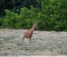 Le chevreuil et le renard&#129420;&#129418;