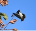 Gobemouche noir