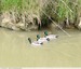 Colvert &#129414; Mâle et femelle