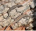 Lézards &#129422; des murailles