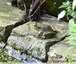 Grenouilles vertes. &#128056;