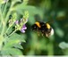 Bourdon terrestre