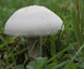 Lépiote pudique (champignon)