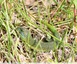 Lézard vert occidental&#129422;