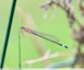 Agrion élégant, femelle immature ?
