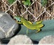 Lézard vert&#129422;occidental