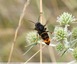 Frelon à pattes jaunes