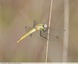 Sympétrum Fonscolombe