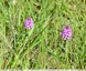 Orchis pyramidal