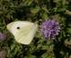 La Piéride du chou (Pieris brassicae)