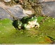 Grenouilles vertes